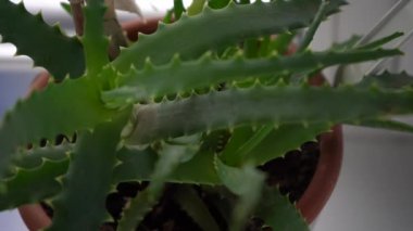 Pencerede saksıda bir Aloe Vera çiçeği. Evde çiçek yetiştir. Yararlı bir tıbbi bitki. Dikenli yeşil aloe yaprakları. Bush, yakın plan. Büyüyor.