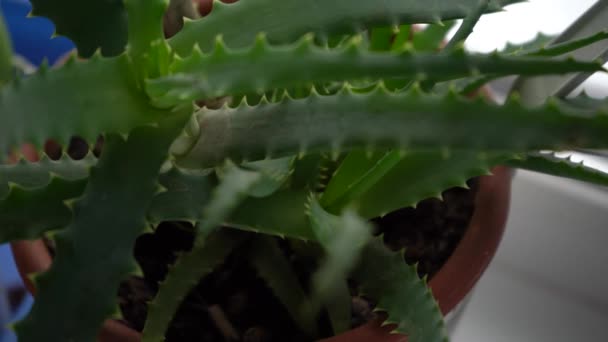 Aloe Vera Blume in einem Topf am Fenster. Züchten Sie Blumen zu Hause. Eine nützliche Heilpflanze. Grüne Blätter der Aloe mit Dornen. Bush aus nächster Nähe. Wachsende. — Stockvideo