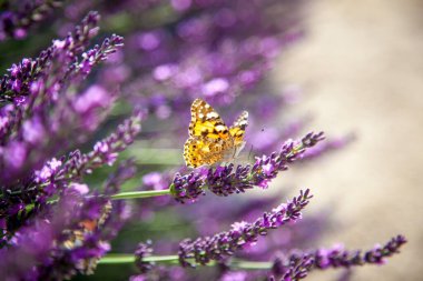 Bahçedeki lavanta çalısı. Lavanta çiçeğinin üzerindeki kelebek. Mor tomurcuk yakın plan. Mesajın için yer aç. Doğal arka plan. Çiçek bitkisi.