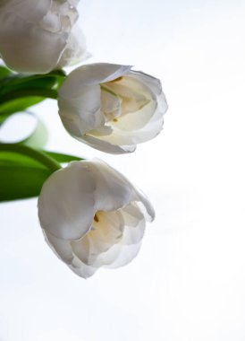 Beyaz arka planda izole edilmiş beyaz laleler. Işık için çiçek. Bud, sap ve yapraklar. Kopyala cpace