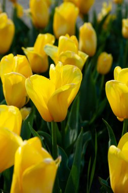 Sahadaki sarı lale. Büyük bir çiçek tomurcuğu. Bahar arka planı. Bahçedeki laleler. Bahar çiçeklerinin mevsimlik çiçekleri.