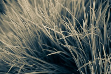 Yeşil çimen arka planı. Doğa, yeşil çimenli duvar kağıdı. Desen Bahçesi