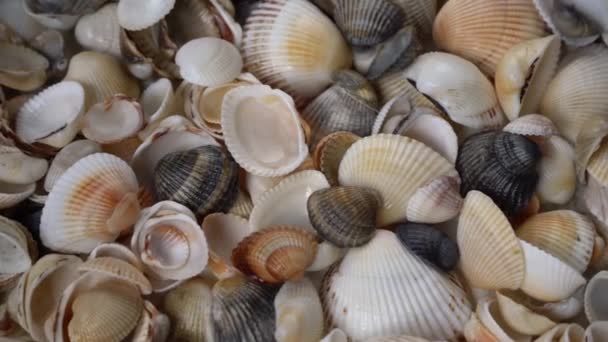 Zomer Achtergrond Patroon Van Schelpen Shell Close Oceaankust Schelpen Bovenaanzicht — Stockvideo