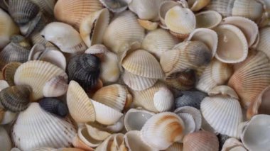 Deniz kabuklarının yaz arkaplan deseni. Yakın çekim yap. Okyanus kıyısında. Deniz kabukları üst görünümü.