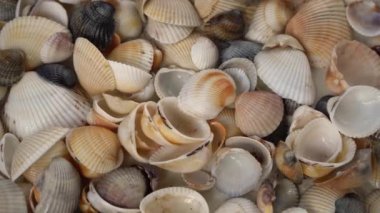 Deniz kabuklarının yaz arkaplan deseni. Yakın çekim yap. Okyanus kıyısında. Deniz kabukları üst görünümü.