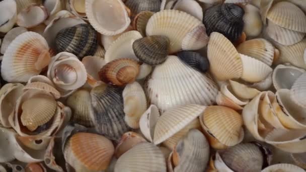 Sommer Hintergrundmuster Aus Muscheln Shell Aus Nächster Nähe Meeresküste Muscheln — Stockvideo