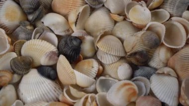 Deniz kabuklarının yaz arkaplan deseni. Yakın çekim yap. Okyanus kıyısında. Deniz kabukları üst görünümü.