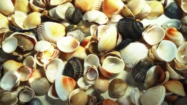 Sommerbaggrundsmønster Fra Muslingeskaller Shells Nærbillede Havkysten Seashells Top Visning – Stock-video