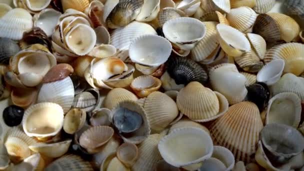 Letni Wzór Tła Muszli Zbliżenie Muszli Wybrzeże Oceanu Seashells Widok — Wideo stockowe