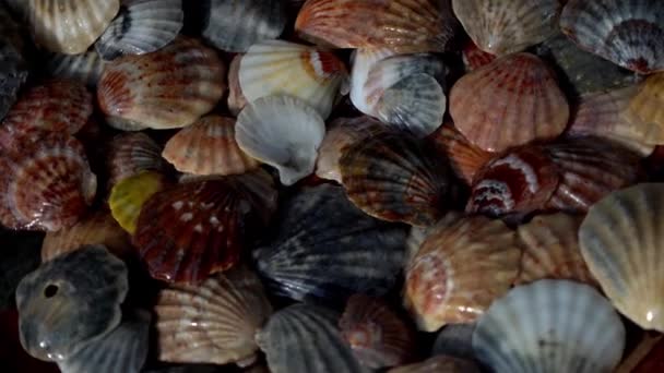 貝殻の夏の背景模様 シェルを閉じます 海の海岸 貝殻の上面図 — ストック動画