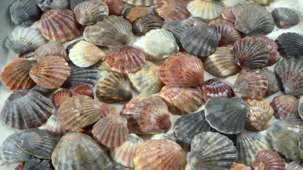 Letní Pozadí Vzor Mušlí Detailní Záběr Pobřeží Oceánu Seashells Top — Stock video