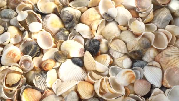 Sommer Hintergrundmuster Aus Muscheln Shell Aus Nächster Nähe Meeresküste Muscheln — Stockvideo