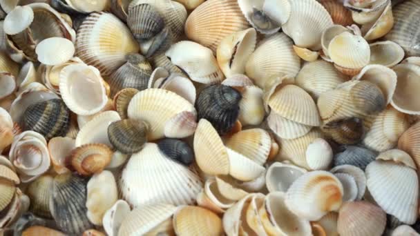 Letní Pozadí Vzor Mušlí Detailní Záběr Pobřeží Oceánu Seashells Top — Stock video