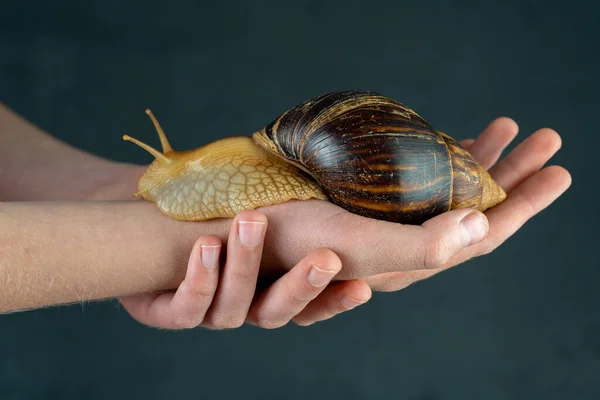 Big brown snail Achatina on hand. The African snail, which is grown at home as a pet, and also used in cometology. Animal side view on an isolated black background. Copy spase