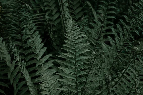 Φερν Αφήνει Φόντο Πράσινα Φύλλα Θάμνου Ελεύθερος Χώρος Πράσινη Άγρια — Φωτογραφία Αρχείου