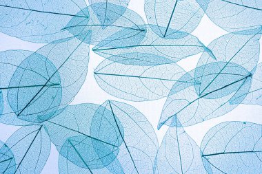 Işıkta iskeletleşmiş mavi yapraklar. Yaprak silueti. Yaprak döken bir arka plan. Doğa. Kurumuş arkaplan.