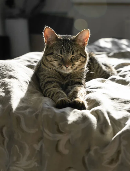 Ritratto Ravvicinato Gatto Domestico Che Dorme Letto Casa Animale Serio — Foto Stock