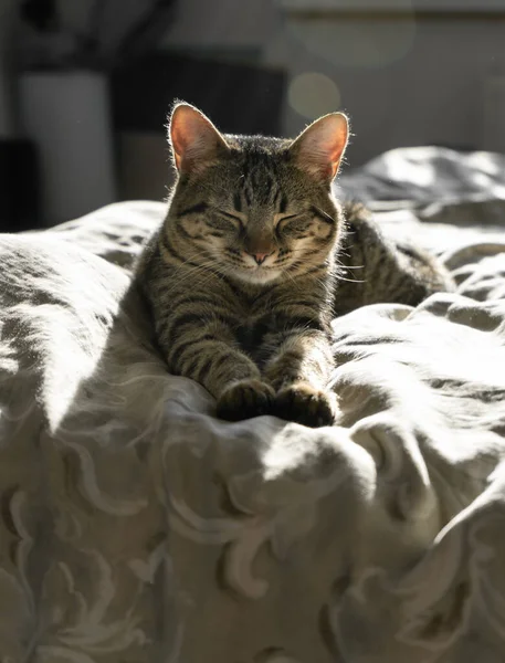 Närbild Porträtt Tabby Tamkatt Som Sover Säng Hemma Allvarligt Och — Stockfoto