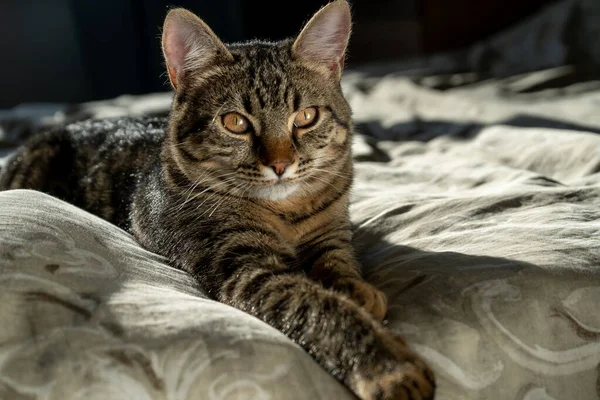 Närbild Porträtt Tabby Tamkatt Säng Hemma Allvarligt Och Fokuserat Djur — Stockfoto