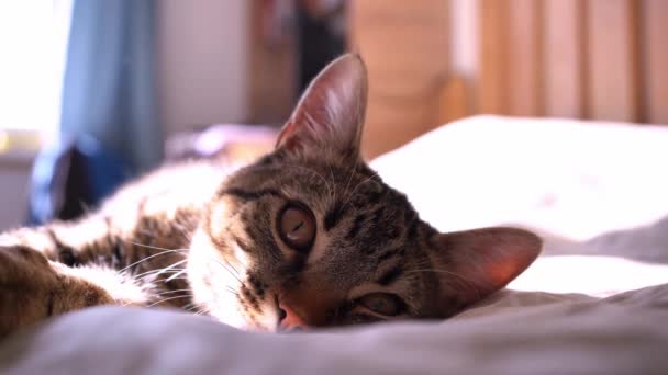 Lindo Gato Bostezo Retrato Cerca Gato Doméstico Que Duerme Una — Vídeos de Stock