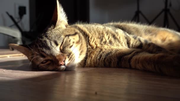 Ruhe Entspannung Und Schlafende Katze Die Katze Lügt Close Tabby — Stockvideo