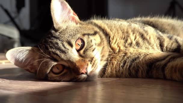 Descanso Relajación Dormir Gato Gato Está Mintiendo Primer Plano Tabby — Vídeos de Stock