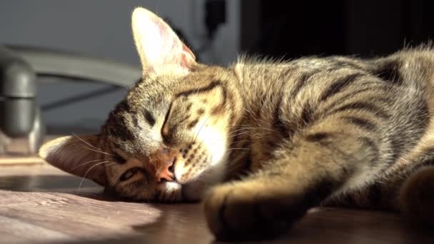 Rest, relaxation and sleeping cat. The cat is lying. Close-up tabby domestic serious and focused animal. American shorthair fluffy kitten. Eyes and muzzle. Looks into the frame at the viewer — Stock Video