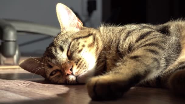 Rest, relaxation and sleeping cat. The cat is lying. Close-up tabby domestic serious and focused animal. American shorthair fluffy kitten. Eyes and muzzle. Looks into the frame at the viewer — Stock Video