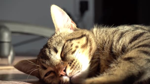 Repos, détente et chat endormi. Le chat ment. Gros plan tabby animal domestique sérieux et concentré. chaton moelleux à poil court américain. Yeux et museau. Regarde dans le cadre au spectateur — Video