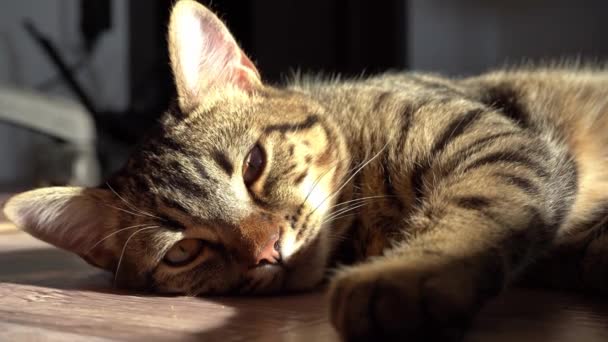 Dinlen, rahatla ve uyuyan kedi ol. Kedi yalan söylüyor. Yakın plan tekir, ciddi ve odaklanmış bir hayvan. Amerikan kısa hava yumuşacık kedicik. Gözler ve ağızlık. Görüntüleyiciye doğru bakıyor. — Stok video