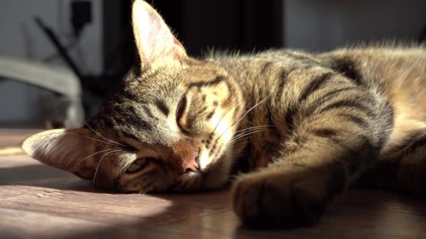 Dinlen, rahatla ve uyuyan kedi ol. Kedi yalan söylüyor. Yakın plan tekir, ciddi ve odaklanmış bir hayvan. Amerikan kısa hava yumuşacık kedicik. Gözler ve ağızlık. Görüntüleyiciye doğru bakıyor. — Stok video