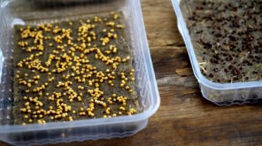 Plastik tepsilerde keten halılar ve paspaslar üzerinde mikro yeşil yetişiyor. Farklı bitkilerin tohumlarından yeşillik çıkar. Pencere kenarındaki bahçe. Şehir bahçesinde. Çevre dostu. Hobi olarak. Bir kabın içindeki mikroyeşil tohum