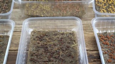 Plastik tepsilerde keten halılar ve paspaslar üzerinde mikro yeşil yetişiyor. Farklı bitkilerin tohumlarından yeşillik çıkar. Pencere kenarındaki bahçe. Şehir bahçesinde. Çevre dostu. Hobi olarak. Bir kabın içindeki mikroyeşil tohum