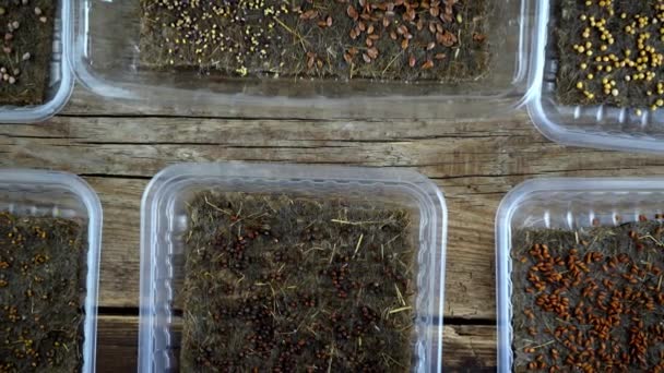 Het kweken van microgroen op linnen tapijten en matten in plastic dienbladen. Groen kweken uit zaden van verschillende planten. Tuin op de vensterbank. Stedelijk tuinieren. Milieuvriendelijk. Hobby. Microgroen zaad in een container — Stockvideo