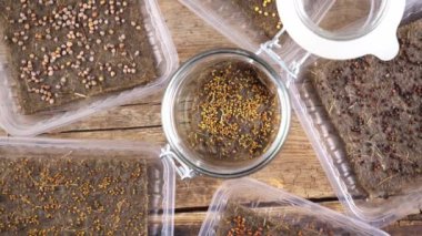 Plastik tepsilerde keten halılar ve paspaslar üzerinde mikro yeşil yetişiyor. Farklı bitkilerin tohumlarından yeşillik çıkar. Pencere kenarındaki bahçe. Şehir bahçesinde. Çevre dostu. Bir kabın üst görünümünde mikroyeşil tohum