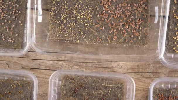Growing microgreen on linen rugs and mats in plastic trays. Grow greens from seeds of different plants. Garden on the windowsill. Urban gardening. Eco friendly. Hobby. Microgreen seed in a container — Stock Video