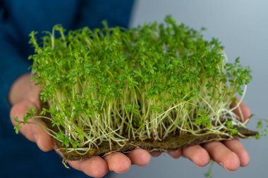 Mikroyeşili elinde tut. Su teresi lahanası filizlendi. Şehir bahçesinde. Organik vejetaryen yemeği. Faydalı vitaminler. Evde büyümek. Bir demet marul yaprağı. Mikroyeşil yetiştir. Çamaşır paspası.