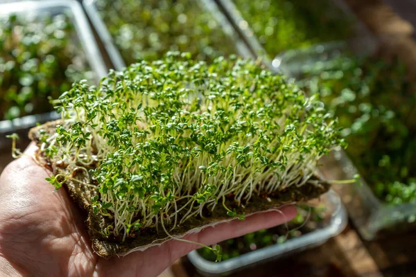 Mikroyeşili elinde tut. Su teresi lahanası filizlendi. Şehir bahçesinde. Organik vejetaryen yemeği. Faydalı vitaminler. Evde büyümek. Bir demet marul yaprağı. Mikroyeşil yetiştir. Çamaşır paspası.