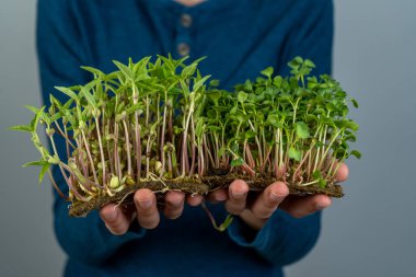 Mikroyeşili elinde tut. Lahana, daikon ve turp fideleri. Filizlenmiş filizler. Şehir bahçesinde. Organik vejetaryen yemeği. Faydalı vitaminler. Evde büyümek. Bir demet marul yaprağı. Mikroyeşili büyüt.