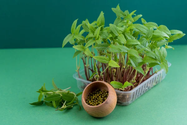 Daikon Seeds Seedlings Microgreen Plastic Box Sprout Linen Mat Eco — Stock Photo, Image