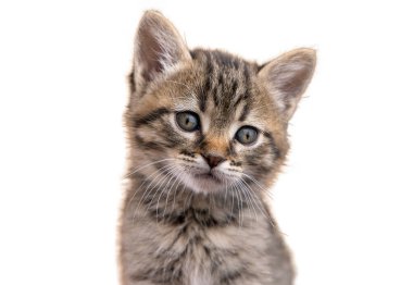 Beyaz arka planda izole edilmiş kedi portresi. Güzel salyangozları olan küçük tüylü, tekir bir kedi. Güzel hayvan. Mavi gözlü üzgün kedi..