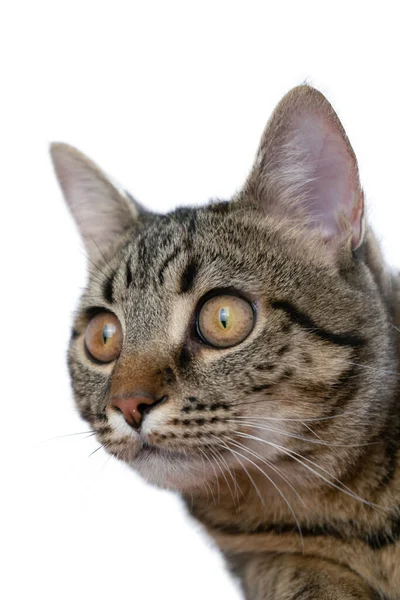 Katten Isolerad Vit Bakgrund Porträtt Ett Djur Nyfiken Ung Tabby — Stockfoto