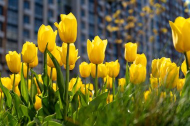 Sarı lale. Sarı bir çiçeğin büyük tomurcuğu. Bahar arka planı. Bahçedeki laleler. Mevsimlik bahar çiçekleri. Kapat..