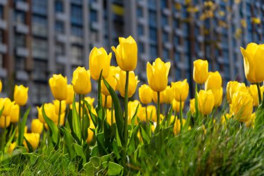 Sarı lale. Sarı bir çiçeğin büyük tomurcuğu. Bahar arka planı. Bahçedeki laleler. Mevsimlik bahar çiçekleri. Kapat..