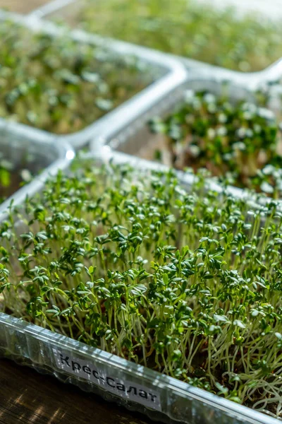 Growing microgreen in plastic trays. Germinating seeds for vegan eco food. Set of different plants. House garden on the windowsill. Organic friendly concept. Urban farm. Microgreen food at home