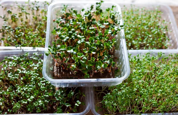 Growing microgreen in plastic trays. Germinating seeds for vegan eco food. Set of different plants. House garden on the windowsill. Organic friendly concept. Urban farm. Microgreen food at home