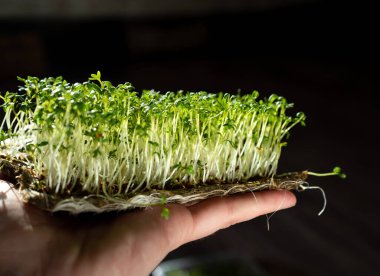 Mikroyeşil su teresini elinizde tutun. Keten minderlerin üzerinde tohum filizlendirmek. Marul filizleri ve diğer yeşillikler. Sağlıklı vitamin yiyeceği. Evde yetiş. Hobi ve bahçe işleri..