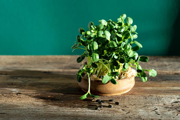 Growing Microgreen Wooden Bowl Sunflower Leaves Germinating Seeds Vegan Eco — Stock Photo, Image