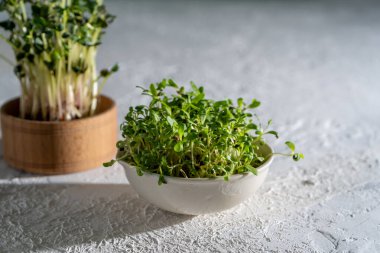 Alfalfa beyaz bir kasede filizleniyor. Yiyecek için mikro-yeşil yetiştir. Sağlıklı vitamin yiyeceği. Yonca tohumlarını filizlendir. Evde mikro yeşillikler yetişiyor. Yeşil bir bitkinin yaprakları ve filizleri. Boşluğu kopyala.