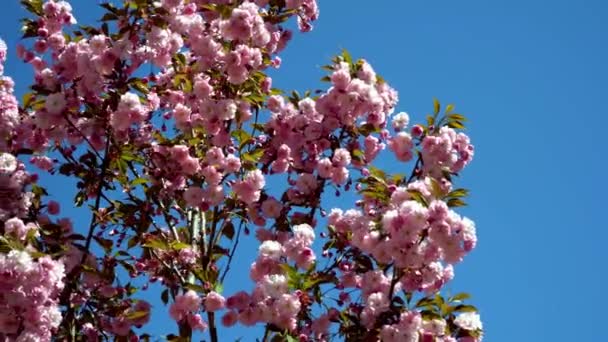 Sakura kołysze się na wietrze na niebieskim niebie. Różowe kwiaty na gałęziach drzewa sakura. Naturalne tło. Wiosna w parku — Wideo stockowe